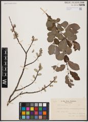 Foto von Salix aurita L.